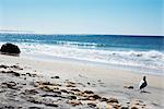 Seagull on Moshup Beach, Aquinnah, Martha's Vineyard, Massachusetts, USA