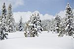 Forêt de pins enneigés, près de Breckenridge, Colorado, USA