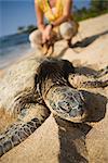 Frau beobachten der Meeresschildkröten am Strand in der Nähe von Kona, Big Island, Hawaii