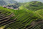 Long Ji riz en terrasses, Ping, un Village de Longsheng, Chine