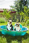 Two Boston Terriers panting in a wading pool