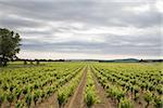 Vineyard and a cloudy sky