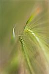 Barley husks, extreme close-up