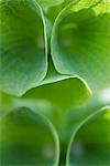 Bell shaped leaves, extreme close-up