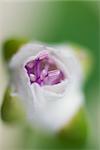 Flower wrapped in gauze, close-up