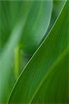 Green foliage, close-up