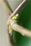 Budding leaves on stem node, extreme close-up