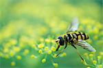 Hoverfly perched on flower head