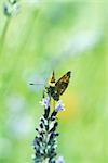 Papillon de fritillaire panachée (euZSoieta claudia) boire le nectar de la fleur de lavande