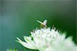 Maggot fly (tachinid) perched on white flower