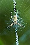 Yellow Garden Spider (argiope aurantia)  in center of web waiting for prey