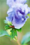 Milkweed bug crawling on leaf at base of purple flower