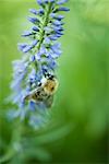 Européenne abeille noire (apis mellifera mellifera) rassembler le pollen de fleur bleue