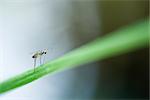 Insect on blade of grass