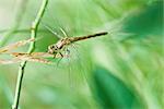 Dragonfly perched precariously atop seeded tops of tall grass