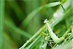 Praying Mantis blending in with it's green environment, hunting prey