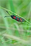 Six Spot Burnet Moth (zygaena filipendulae) clinging to stem of tall grass