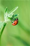 Ladybug crawling around open leaf bud