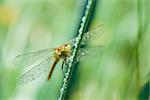 Dragonfly wet from rain and dotted with droplets of water perched on wet stem of plant