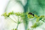 Hoverfly rassembler le pollen de fleurs jaunes