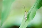 Winged insect perched on slender leaf