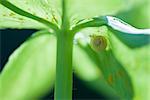 Escargot collé à la face inférieure des feuilles saupoudrées de pollen jaune