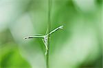 Plume moth (stenoZSilia ZSerodactyla) perched on stem of plant