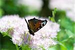 European Peacock butterfly (inachis io) drinking nectar from purple flower