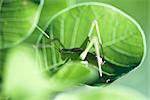 Nymphe de Bush Cricket mouchetée s'intégrant au sein d'un cadre verdoyant, mangeant des feuilles