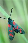 Six-spot burnet moth (zygaena filipendulae) perched on blade of grass