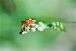Red Shield bug (carpocoris mediterraneus), nymph crawling on flower bud
