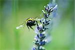 Bumblebee dusty with pollen flying away from flower