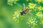 Hoverfly gathering pollen from small yellow flowers