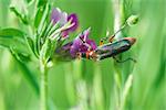 Soldier beetle (cantharidae) dusted with pollen crawling on purple flower, aphid hiding on leaf