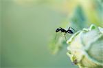 Debout de fourmi d'Argentine sur la bordure du bouton floral