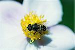 Hoverfly in center of large white and yellow flower gathering pollen