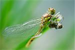 Dragonfly newly emerged from old exoskeleton drying wings