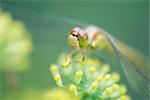 Dragonfly perched on tiny yellow flower blossoms