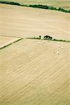 Aerial view of cows in pasture