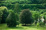 Rural scene, trees obscuring farm house