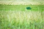 Paysage de la prairie, les herbes hautes au premier plan