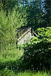 Cabin hidden by vegetation