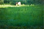 Dairy cow grazing in pasture