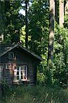 Cabane en rondins dans la forêt