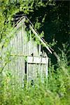 Wooden shed obscured by overgrown vegetation