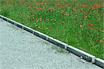 Gravel footpath by field of poppies