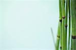 Horsetail rush (equisetum hyemale)