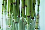 Horsetail rush (equisetum hyemale), half submerged in water