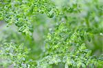 Branches vertes luxuriantes, couvertes de petites feuilles parsemées de gouttelettes d'eau de pluie récente