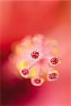 Hibiscus stamen covered in water droplets, close-up